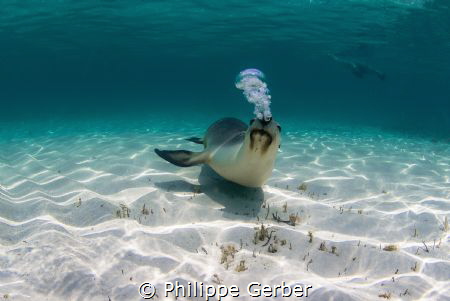 Australian sea lion (IUCN endangered species) making bubb... by Philippe Gerber 