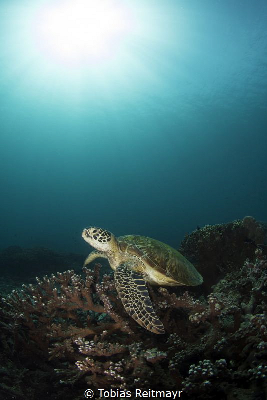 Green turtle at Siapa Besar, Komodo NP by Tobias Reitmayr 