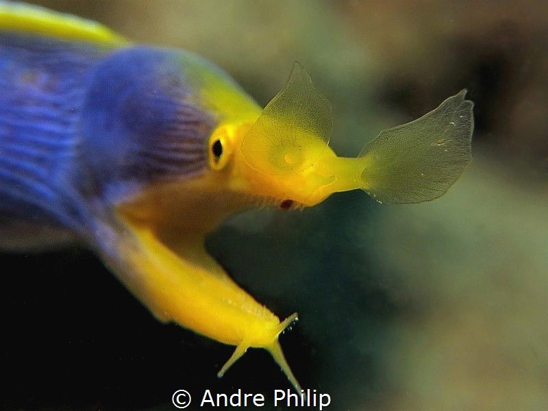 "The nose comes at first" ;-) - The Ghost moray eel or Bl... by Andre Philip 