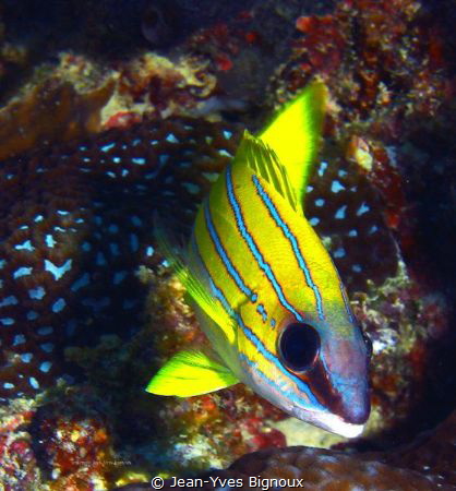 Yellow stripped Cardinal Fish.Jean-Yves Bignoux
Grand Ba... by Jean-Yves Bignoux 