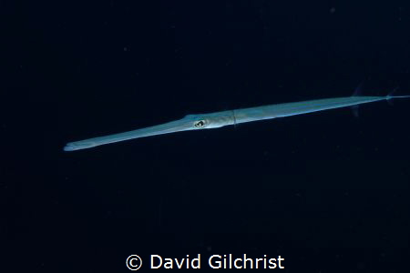 A coronetfish glides out of the gloom in the Red Sea,Egypt by David Gilchrist 