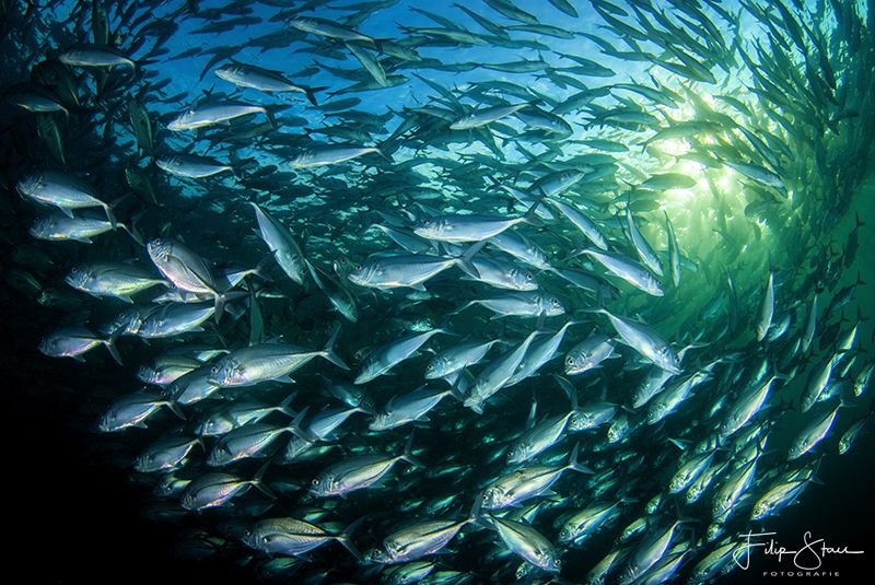 Bigeye trevally (Caranx sexfasciatus), Tulamben, Bali. by Filip Staes 