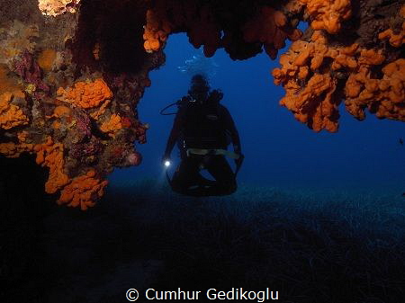 My buddy
HOVERING by Cumhur Gedikoglu 