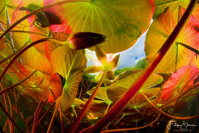 Underneath the waterlilies, Turnhout, Belgium. by Filip Staes 