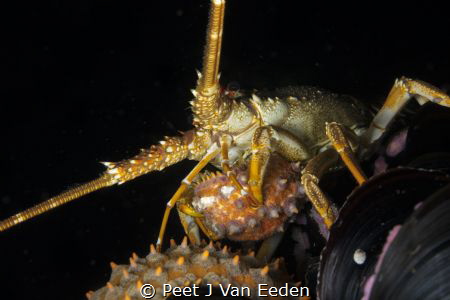 A bit of starfish for lunch by Peet J Van Eeden 