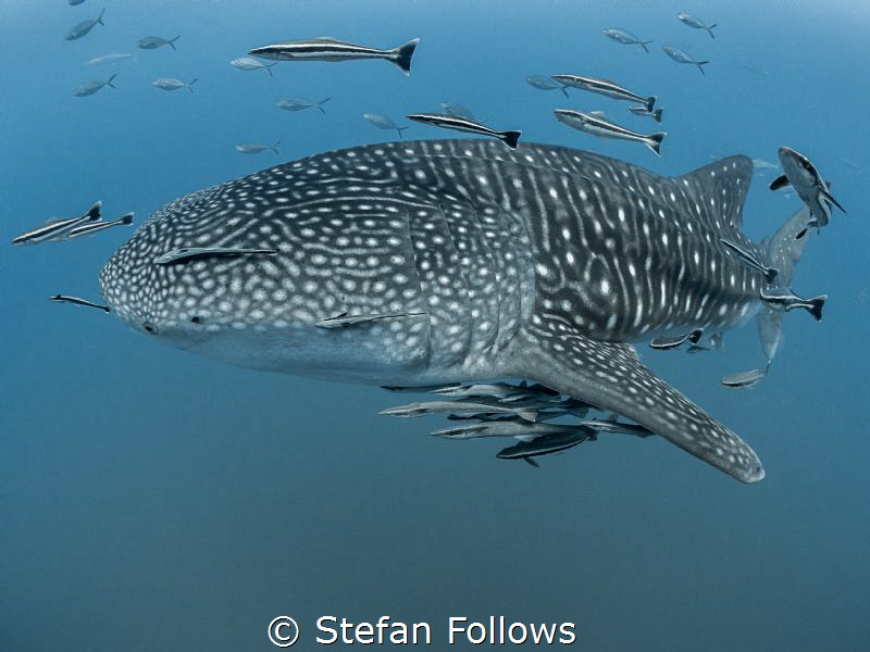 Hanger-on

Whale Shark - Rhincodon typus

Sail Rock, ... by Stefan Follows 