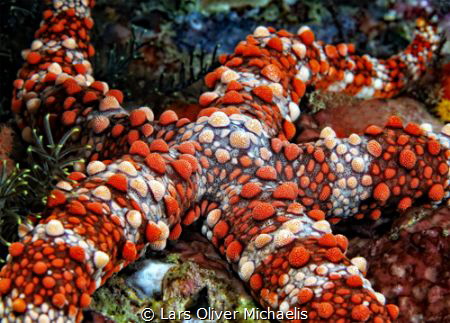 coleman's nippled sea star
(Gomophia gomophia)
my sugge... by Lars Oliver Michaelis 