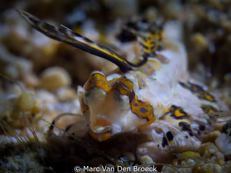 Dactylopus kuiteri by Marc Van Den Broeck 