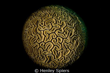 Coral Close-Up by Henley Spiers 
