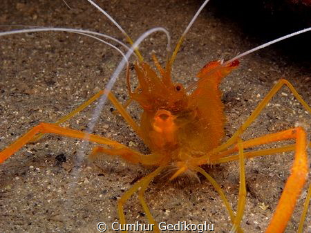 Stenopus spinosus
It could't take itself to touch my cam... by Cumhur Gedikoglu 