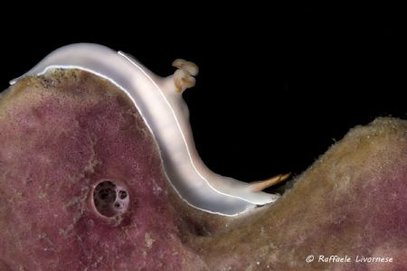 Hypselodoris on the natural roller coaster by Raffaele Livornese 