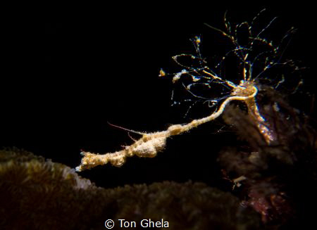 STRETCH
Lembeh Sea Dragon by Ton Ghela 