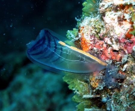 Sea Squirt at Kapalai. by Alex Lim 