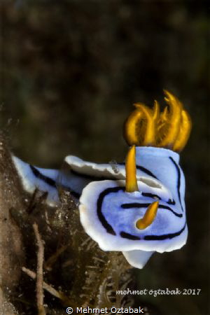 Nudibranch
Chromodoris Lochi
Romblon İsland / Philippin... by Mehmet Öztabak 
