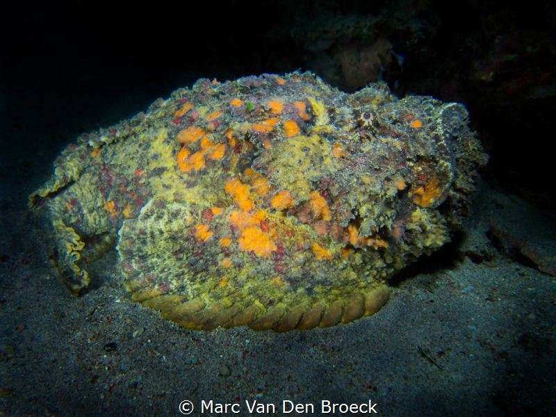 dangerous ugly by Marc Van Den Broeck 