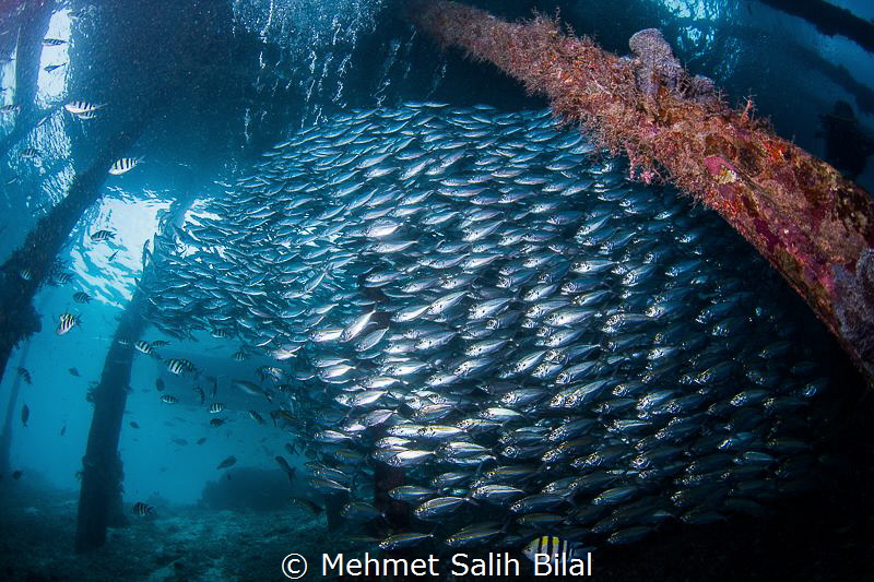 Silverside shoal. Nikon D7200, Tokina 10-17 at  10 mm. by Mehmet Salih Bilal 