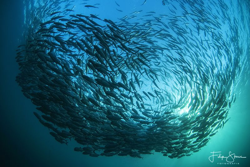 Bigeye trevally (Caranx sexfasciatus), Tulamben, Bali. by Filip Staes 