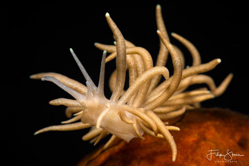 Yellow-tipped Phyllodesmium, Raja Ampat. by Filip Staes 