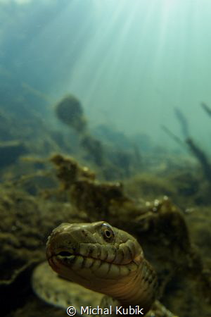 Dice snake (Natrix tessellata) by Michal Kubík 