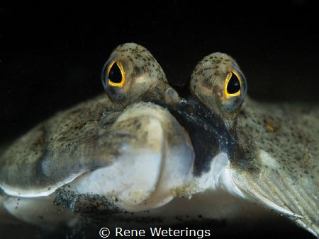 A European plaice, Eastern Scheldt (North Sea estuary), T... by Rene Weterings 
