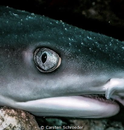 Little Bruce by Carsten Schroeder 