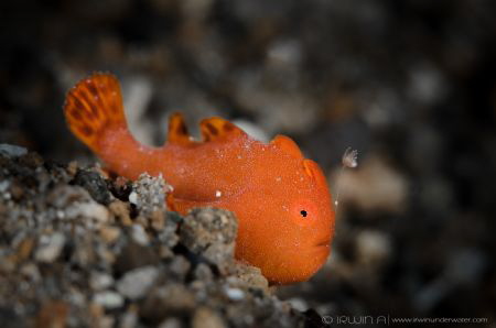 B A B Y - O R A N G E
Juvenile frogfish (Antennarius)
A... by Irwin Ang 