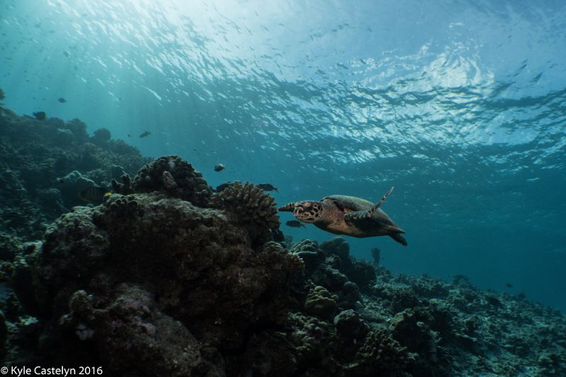 Turtle flying by Kyle Castelyn 