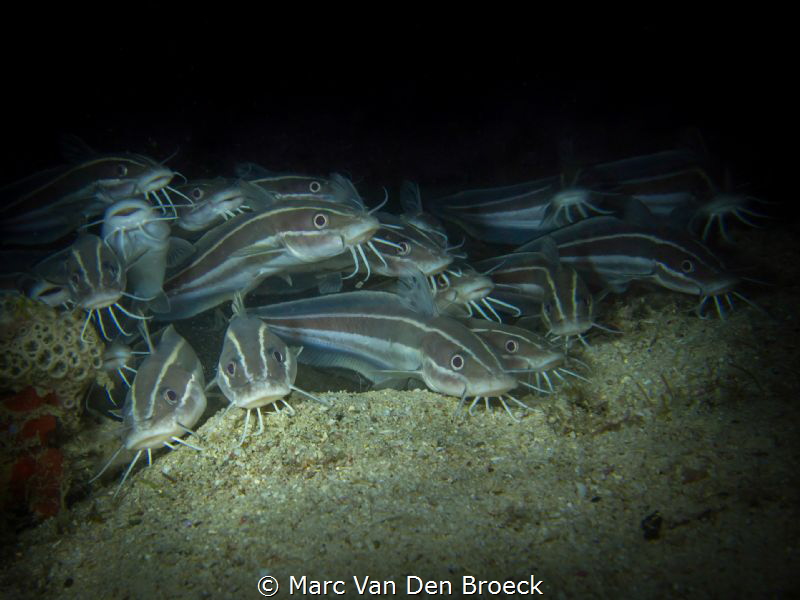 stribes by Marc Van Den Broeck 