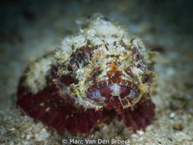 scorpio by Marc Van Den Broeck 