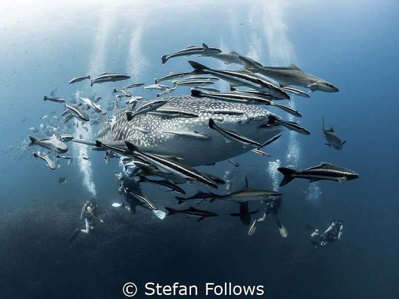 OK. So, it's complicated alright!

Whale Shark - Rhinco... by Stefan Follows 