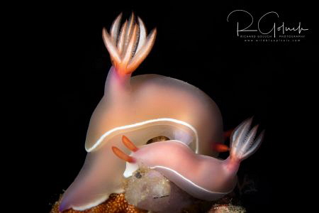 Pair of nudis-Hypselodoris bullocki-Anilao. by Richard Goluch 