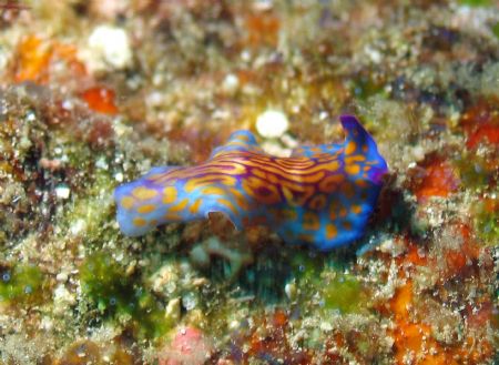 Taken at Mantabuan Island, East Malaysia by Dennis Siau 