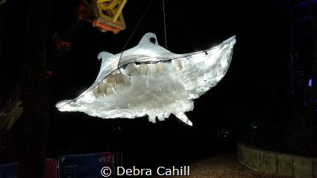 Ray of Light part of this year Taronga Zoo Vivid by Debra Cahill 