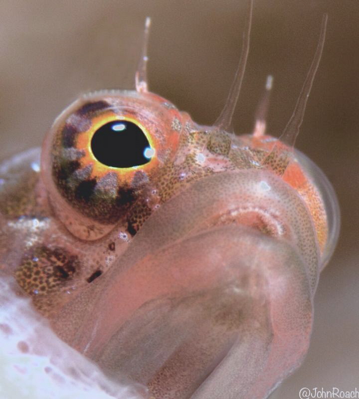 At Home.....Starksia  hassi   Ringed Blenny
 by John Roach 