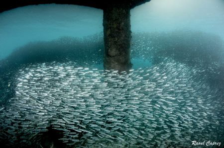 Fishes carousel by Raoul Caprez 