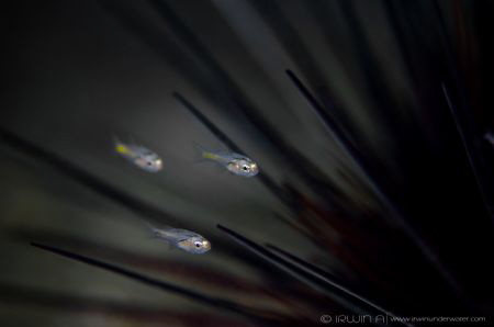 S H A L L O W
Dusky-tailed Cardinal (Archamia macroptera... by Irwin Ang 
