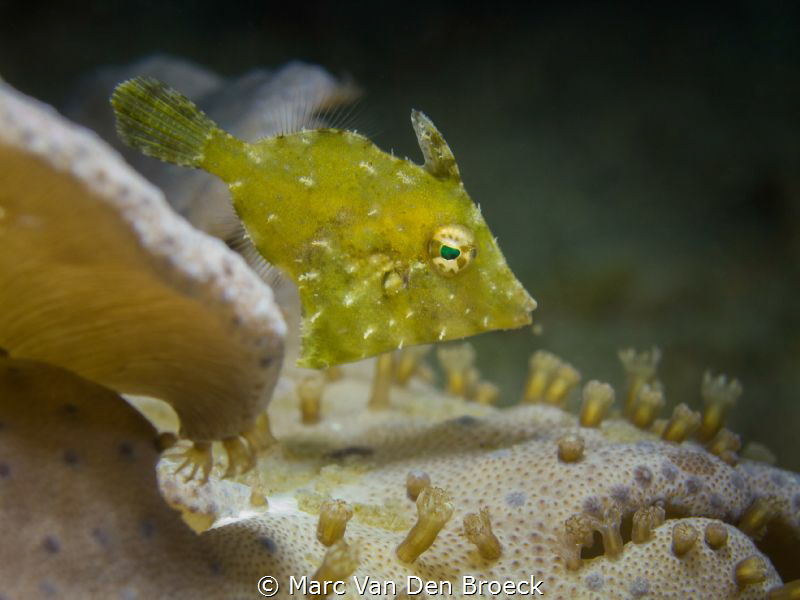 hello by Marc Van Den Broeck 