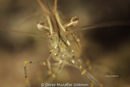 Eyes of shrimp by Deniz Muzaffer Gökmen 