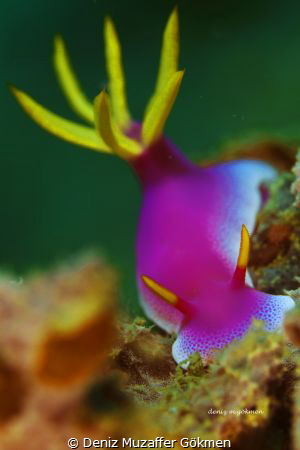 Robe Hem Hypselodoris , Okkikawa Wreck by Deniz Muzaffer Gökmen 