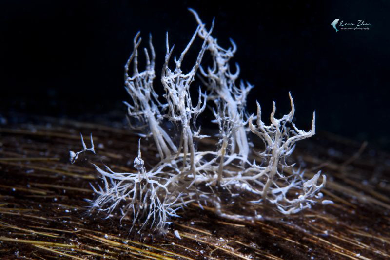 melibe colemani by Leon Zhao 