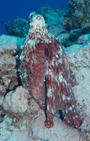 Octopus - Photo was taken at Sharks bay, I used an Olympu... by Anel Van Veelen 
