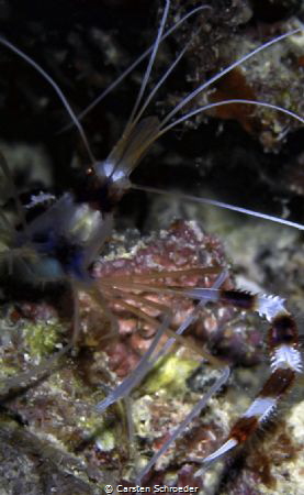 Crab by Carsten Schroeder 