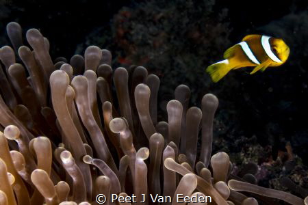 Defending my home by Peet J Van Eeden 