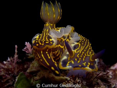 Hypselodoris picta
Feeding time by Cumhur Gedikoglu 
