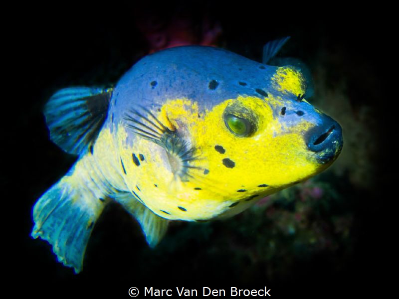 bueee by Marc Van Den Broeck 