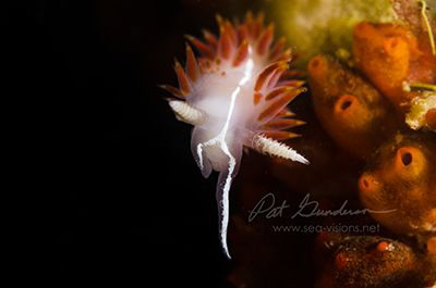 Flabellina trilineata by Pat Gunderson 