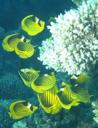 Small shoal of striped butterflyfish taken at Sharksbay, ... by Nikki Van Veelen 