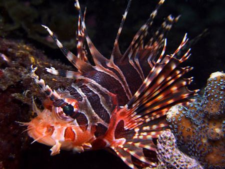 Lionfish in Taiwan ... Still amazed how much more detail ... by Alex Tattersall 