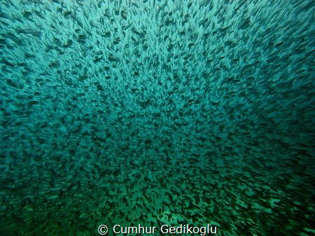Atherina hepsetus
BIG ESCAPE by Cumhur Gedikoglu 