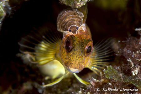 Parablennius pilicornis with parassite by Raffaele Livornese 